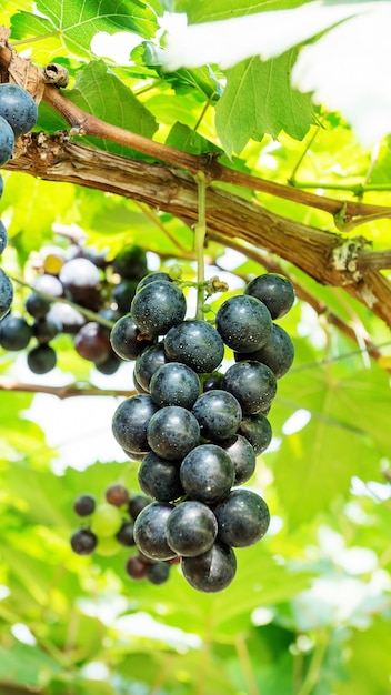 Bossen van rijpe druiven in een wijngaard.