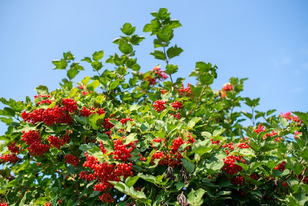 Bossen van viburnumbessen die op struik in tuin groeien