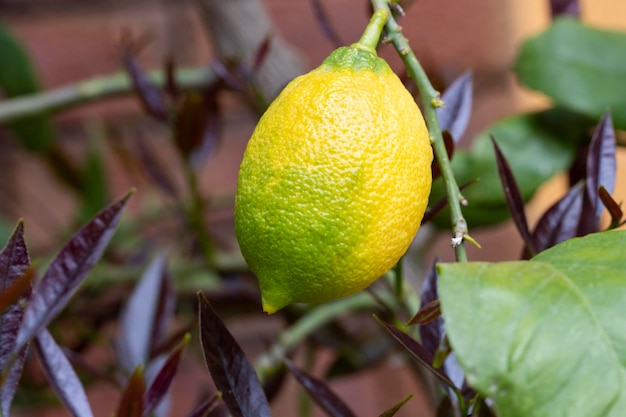 Bossen verse gele rijpe citroenen op de tuin van citroenboomtakken