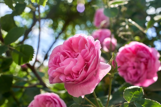 Foto bossige mooie roze roos in de tuin.