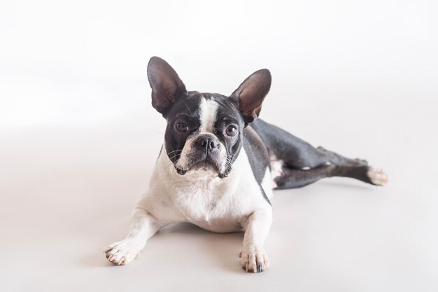 Boston Bull Terrier lying on a grey background