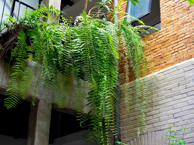 Boston fern plant Nephrolepis exaltata Bostoniensis opknoping op balkon boven op betonnen muur gebouw achtergrond Mooie verse groene gemeenschappelijke zwaardvaren bladeren buiten decoratie