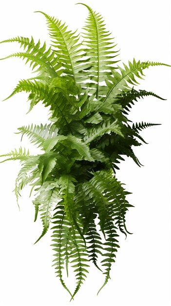 Photo boston fern plant on transparent background