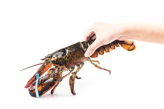 Boston lobster isolated on white background.