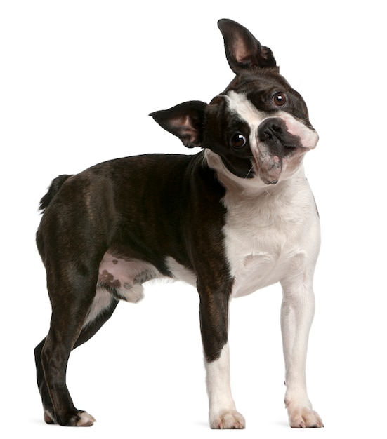 Boston terrier, 1 jaar oud, staand