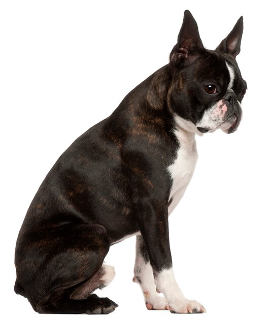 Boston Terrier, 1 jaar oud, zittend