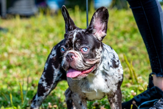 散歩中に芝生の上の公園でひもにつないでボストンテリア犬。変な顔つきの怒っている犬