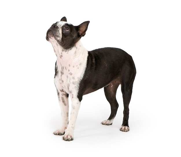 Boston Terrier Dog Looking Up