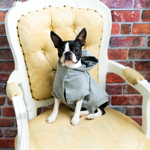 Boston Terrier dog sitting on an ancient arm chair in a studio