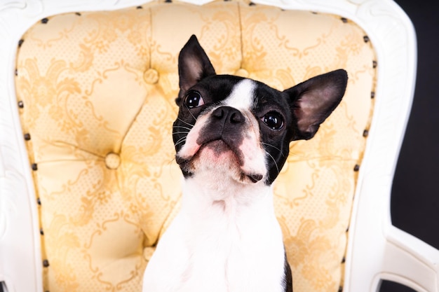 Boston terrier dog sitting on an ancient arm chair in studio