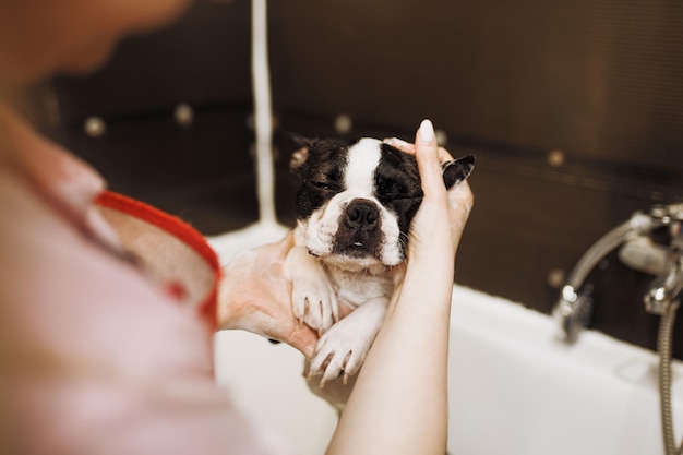 Boston terrier at grooming salon having bath.