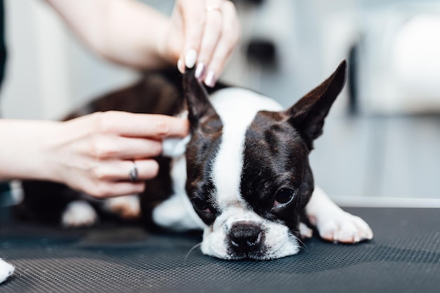 Boston terrier at grooming salon.