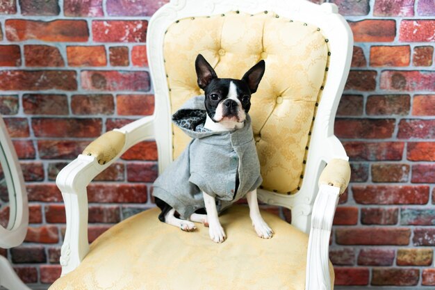Boston terrier hond zit op een oude arm stoel in de studio.