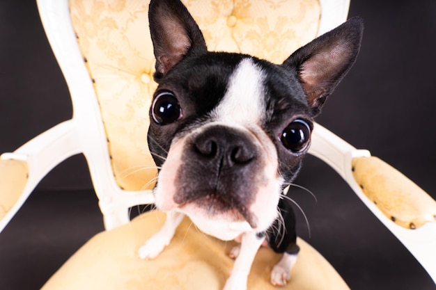 Boston terrier hond zittend op een oude fauteuil in de studio