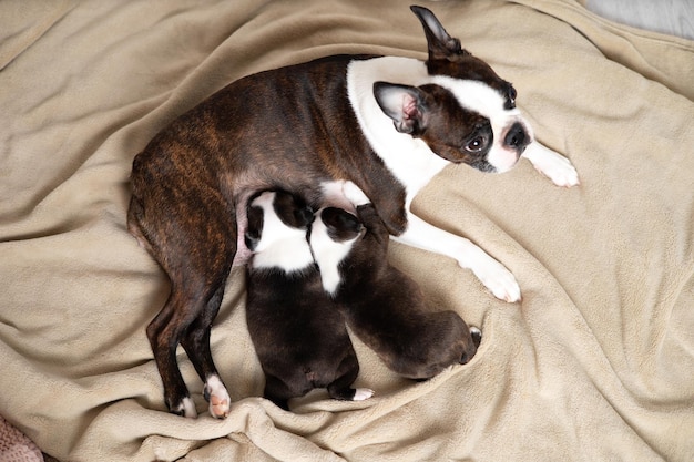 Boston terrier la mamma del cane nutre i cuccioli con il latte animali carini stile di vita vista dall'alto foto di alta qualità