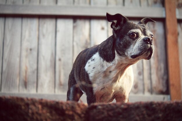 Foto ritratto di un terrier di boston