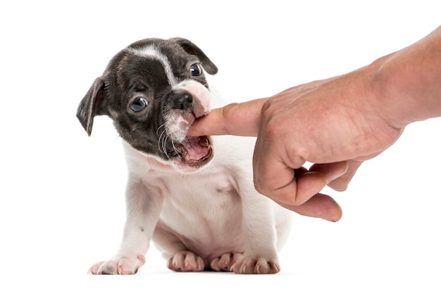 Foto boston terriër pup kauwen een vinger, geïsoleerd op wit