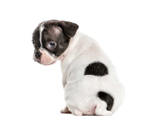 Photo boston terrier pup looking backwards, isolated on white