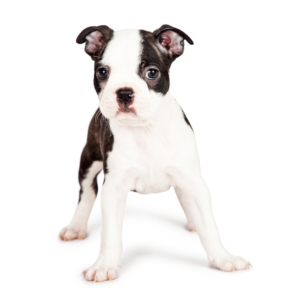 カメラ目線のボストンテリアの子犬