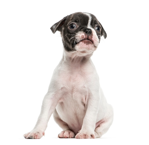 Boston terrier puppy sitting, isolated on white