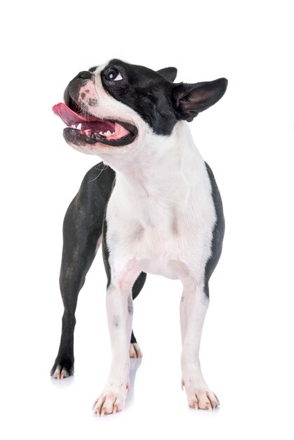 boston terrier in studio