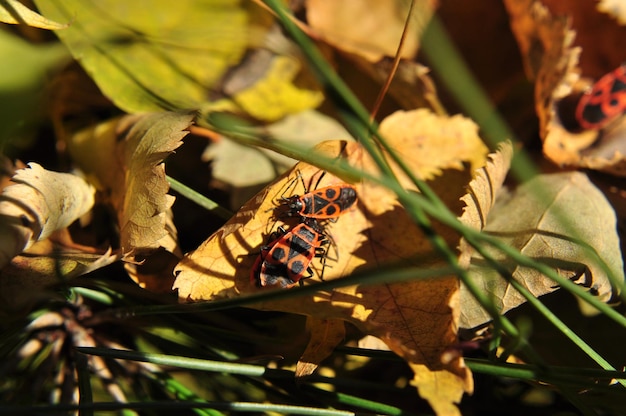 Boswantsen op een geel herfstblad. Boswantsen in de stralen van de herfstzon.