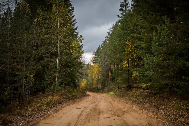 Bosweg die door de herfstbos gaan