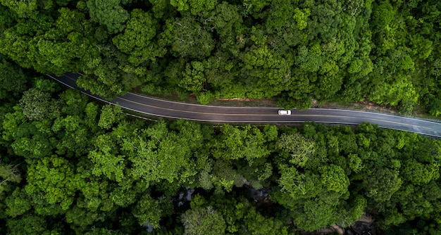 Bosweg die door het bos gaat