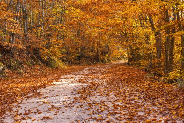 Bosweg in de herfst