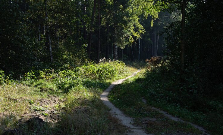 Bosweg op een zonnige herfstdag Moskou regio