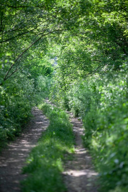 Bosweg tussen groene struiken