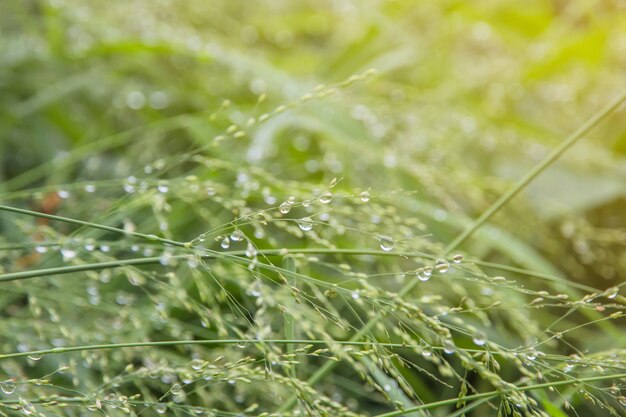 Foto bosweide met dauw op grassen