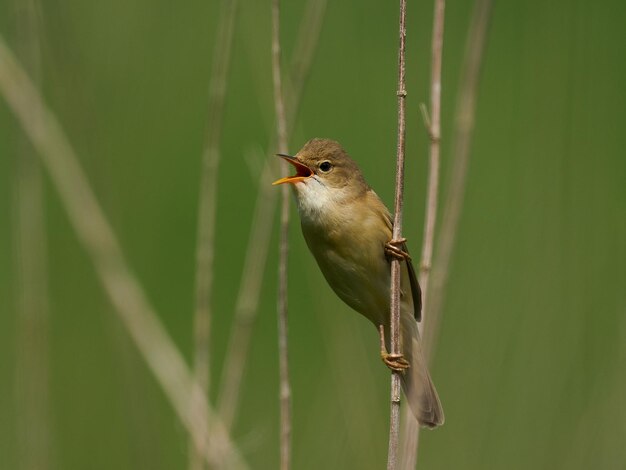 Boszanger Acrocephalus palustris