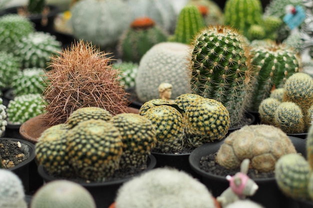 botanic cactus garden