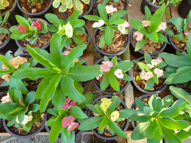 植物のカラフルな花の園芸屋外ロマンチックな装飾公園美しい紫黄色のカメリア