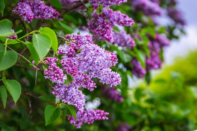 ミンスクの植物園