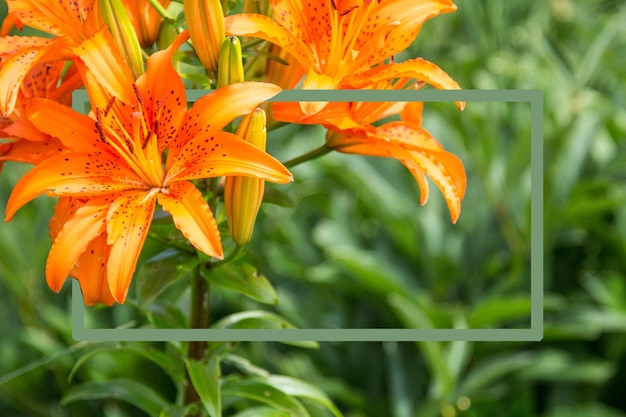 Botanical background of lilies with a frame