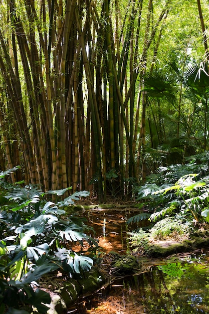 Foto foresta botanica di bambù alla luce del giorno