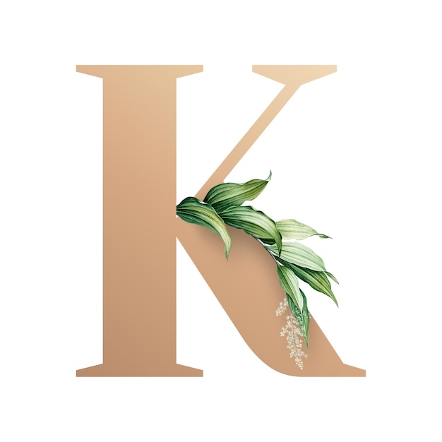식물학적 대문자 K 투명 png