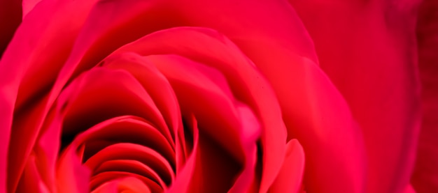 写真 植物の概念の招待カードソフトフォーカス抽象的な花の背景赤いバラの花マクロ
