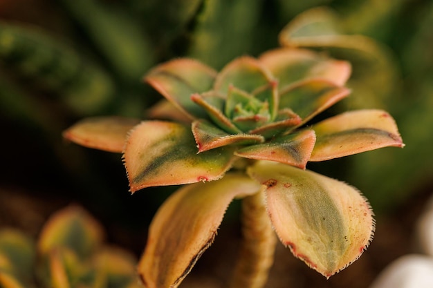 写真 植物の詳細 植物のマクロビュー