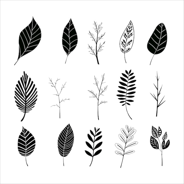 Botanical elegance bw leaf collection