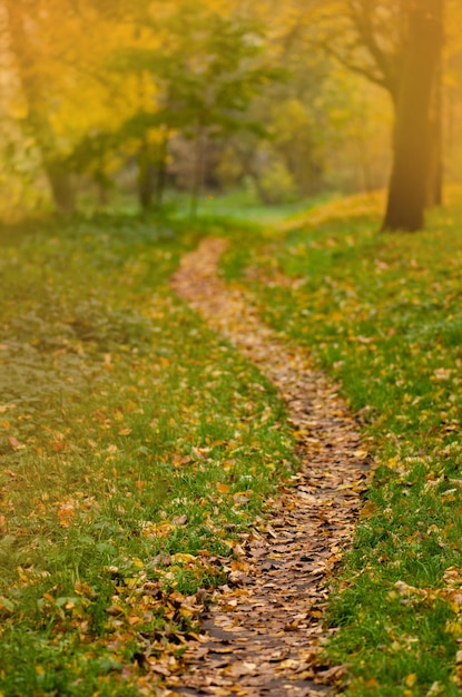 Botanical floral autumn backdrop Autumn leaves background Autumn forest leafs