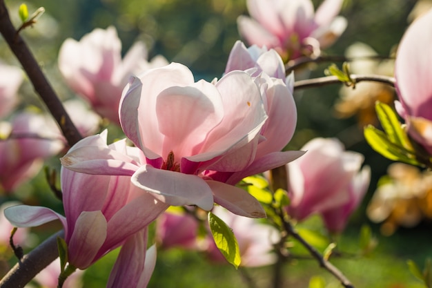 Concetto di giardino botanico. ramo di magnolia. fiori di magnolia. fine del fondo dei fiori della magnolia su. fioritura tenera. sfondo floreale. aroma e fragranza. stagione primaverile. botanica e giardinaggio