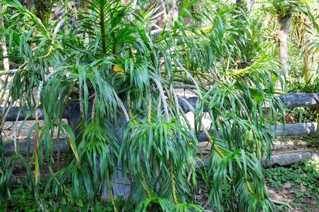 Botanical garden green branches of plant pot