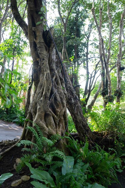 植木鉢の植物園の緑の枝