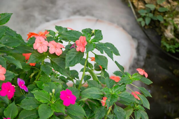 植木鉢の植物園の緑の枝