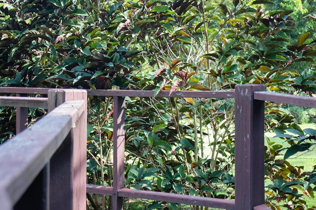 植木鉢の植物園の緑の枝