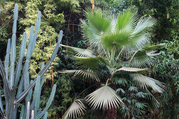 마라케시의 식물원 Jardin Majorelle 또는 Majorelle Gardens는 나무와 토스로 가득 차 있습니다.