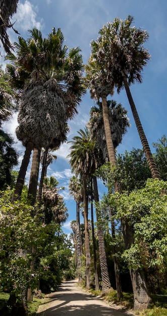 Botanical garden of Lisbon